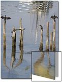 Cormorants, California Coast