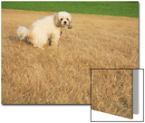 Poodle Urinating on Dead Grass