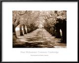 Buy Near Midsummer Common, Cambridge at AllPosters.com