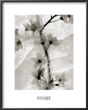 Buy Cherry Blossoms in Winter at AllPosters.com