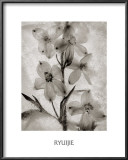 Buy Glass Petals at AllPosters.com