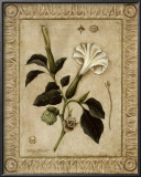 Buy Angel Trumpet I at AllPosters.com