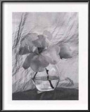 Buy Magnolia at AllPosters.com