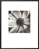 Buy Anemone I at AllPosters.com