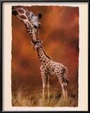 Giraffe Kiss