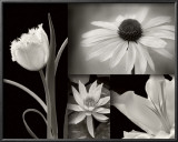 Summer Garden I