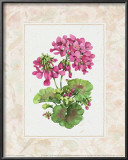 Buy Fleur du Jour, Geranium at AllPosters.com