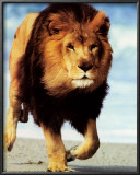 Lion Running