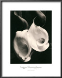 Buy Two Callas at AllPosters.com