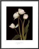Spring Song II