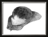 Abstract White Creature on a Rock