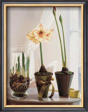 Buy Amaryllus II at AllPosters.com