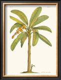 Buy Banana Plant at AllPosters.com