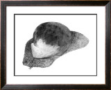 Abstract White Creature on a Rock