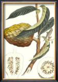 Buy Indonesian Fruits II at AllPosters.com