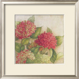 Hortensia II