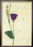 Lizzieanthus