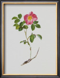 Buy French Rose at AllPosters.com