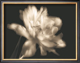 Buy Double Dappled II at AllPosters.com