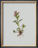 Buy Lungenkraut at AllPosters.com