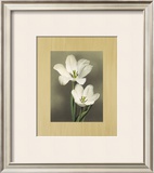 Tulipani