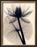 Buy Tropical Water Lily at AllPosters.com