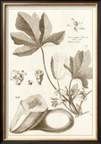 Buy Sepia Exotics III at AllPosters.com