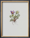 Buy Kuhschelle at AllPosters.com
