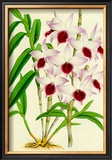 Buy Orquideas III at AllPosters.com