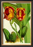 Buy Orquideas II at AllPosters.com