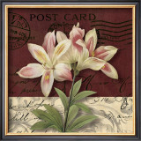 Buy Postcard Lily at AllPosters.com