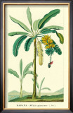 Buy Banana, Musa Sapientum at AllPosters.com