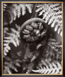 Buy Kindness: Fiddlehead at AllPosters.com