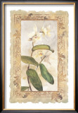 Buy Orchid at AllPosters.com