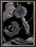 Buy Chestnuts at AllPosters.com
