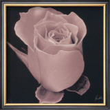 Buy Rose at AllPosters.com