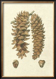 Crackled Woodland Pinecones III