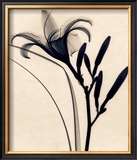 Buy Daylily at AllPosters.com