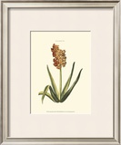 Buy Antique Hyacinth XV at AllPosters.com