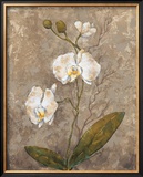 Buy White Harmony II at AllPosters.com