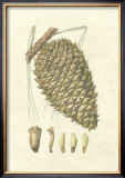 Crackled Woodland Pinecones I