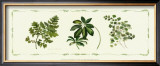 Buy Assorted Ferns at AllPosters.com