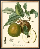 Buy Pears at AllPosters.com