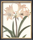 Buy Amaryllis at AllPosters.com
