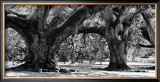 Buy Majestic Oaks II at AllPosters.com