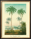 Buy Coco Palm at AllPosters.com