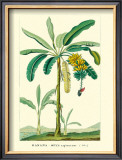 Buy Banana, Musa Sapientum at AllPosters.com