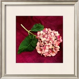 Buy Pink Hydrangea at AllPosters.com