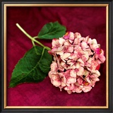 Buy Pink Hydrangea at AllPosters.com