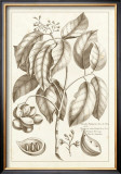 Buy Sepia Exotics II at AllPosters.com